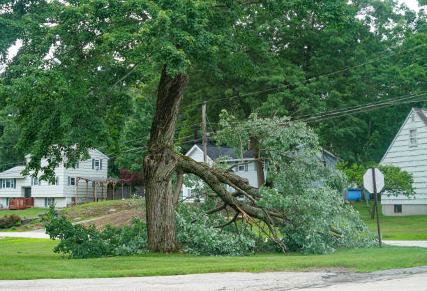 Professional Tree Services in Butte, AK